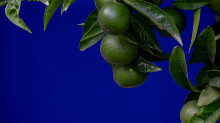 The fruits of a green loan against a dark blue wall. Copy spaceの写真素材