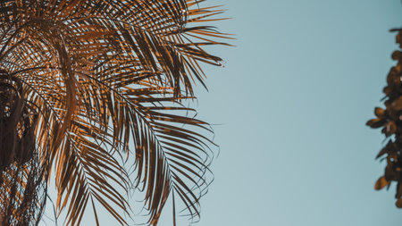 Palm leaves against the sky. Copy space