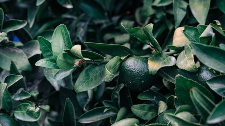Close-up of lime branches and green lime fruit.の写真素材