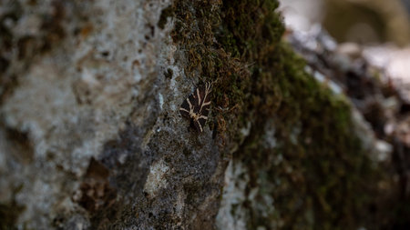 A small black and white moth is sitting on a mossy rock. The moth is surrounded by green moss and has a brown stripe on its back. The image has a calm and peaceful mood, as the moth is sitting stillの写真素材