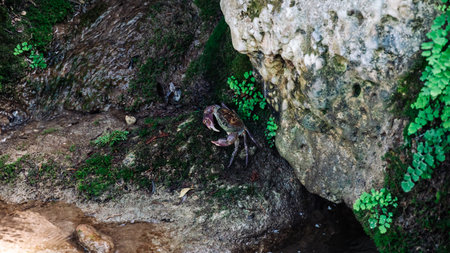 The crab is sitting on the rocks with the moss.の写真素材