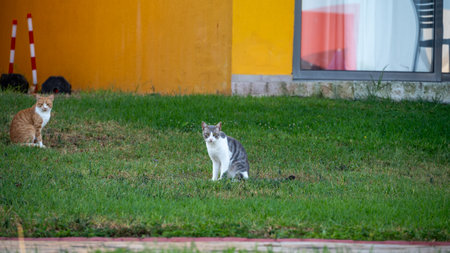 Two cats sit calmly in green grass by a bright yellow building
