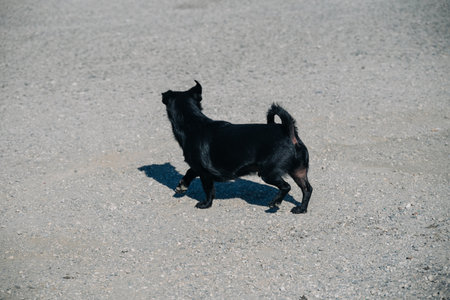 A black dog is walking on a dirt road