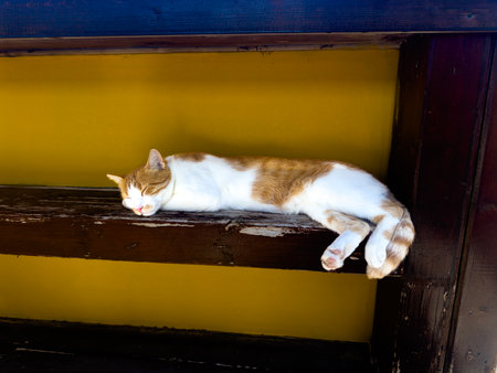 Cat Lounging Peacefully on a Wooden Ledge Against a Vibrant Yellow Wall in a Cozy Settingの写真素材
