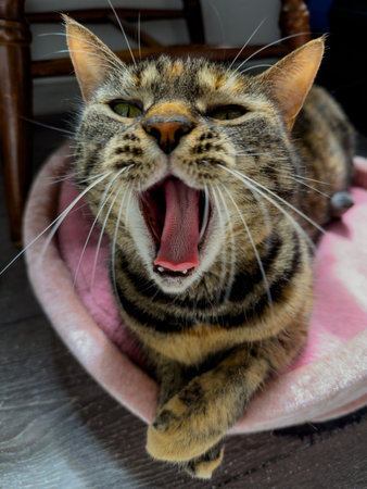 Cat yawning while resting comfortably in a soft bed during the afternoon indoors