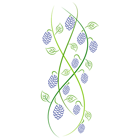 Doodle vector color abstract handdrawn vine grapeのイラスト素材