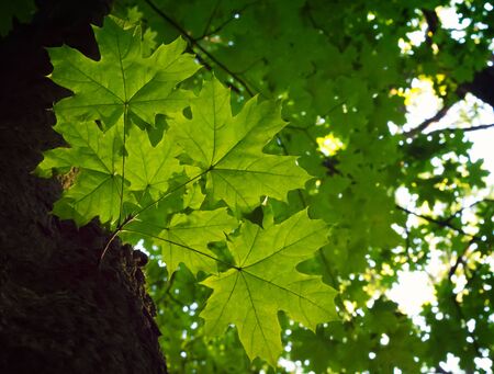 Photo of the branch in a green beautiful forest