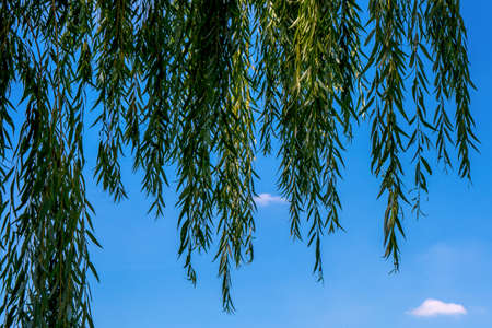 Photo of beautiful green willow on the blue sky backgroundの写真素材