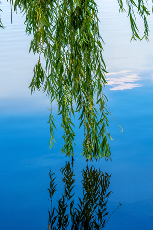 Photo of nature around beautiful blue lake at summerの写真素材