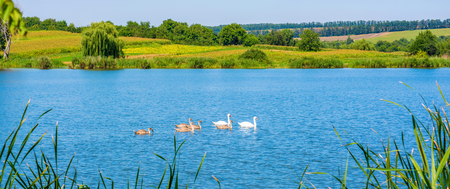 Photo of swans on the beautiful blue lake at summerの写真素材