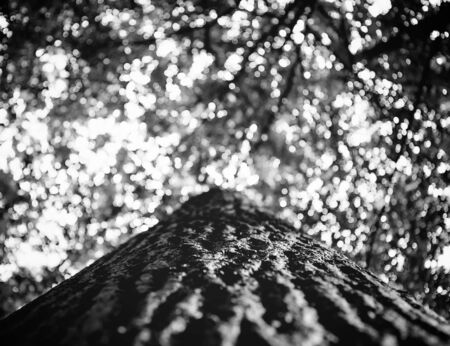 Photo of treetop of an old tree in a green beautiful forest black and whiteの写真素材