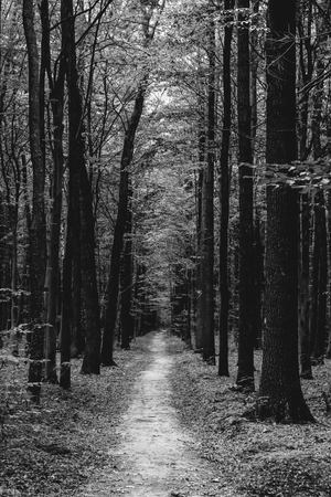 Photo of an old trees with road in a green beautiful forest black and whiteの写真素材