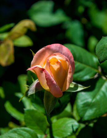 Photo of pink orange rose on a green foliage background in the gardenの写真素材