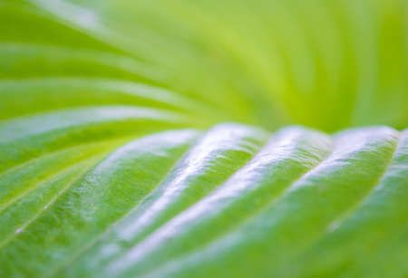 Photo of a texture of a big beautiful green leaf in the gardenの写真素材