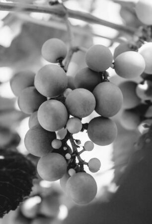 Photo of a beautiful branch of green vine grapes black and whiteの写真素材