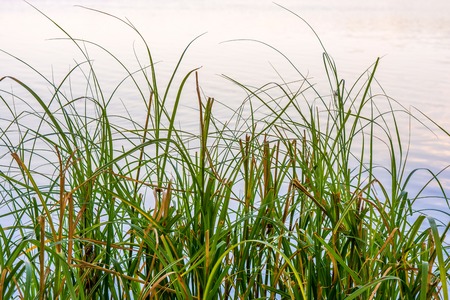 Photo of nature around beautiful blue lake at summerの写真素材