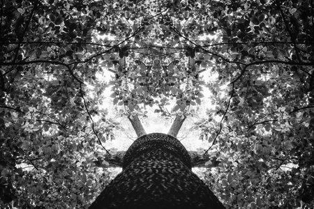 Photo of an old tree in a green beautiful forest black and whiteの写真素材