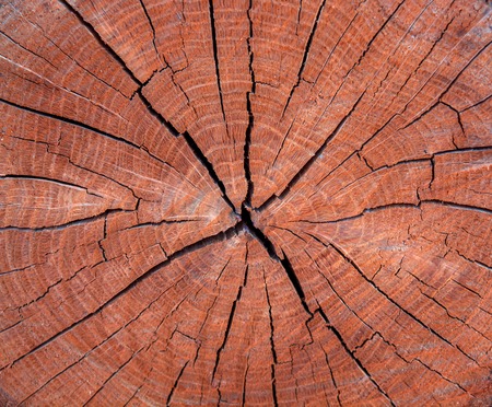 Photo of an old brown texture of a cross section of tree