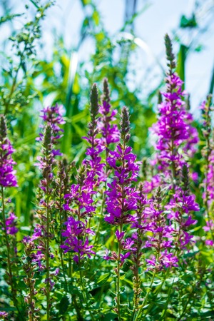 Photo of a violet beautiful flowers at summer dayの写真素材