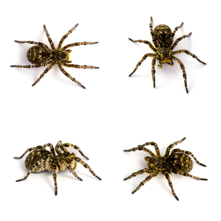Set of Lycosa singoriensis, black terrible hair tarantulas isolated on white backgroundの写真素材