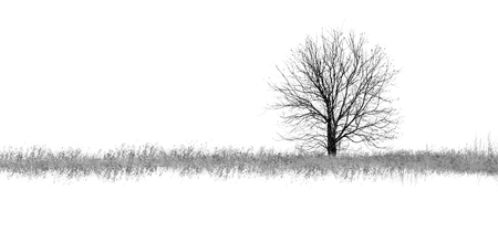 Photo of winter deciduous tree with field covered by snowの写真素材