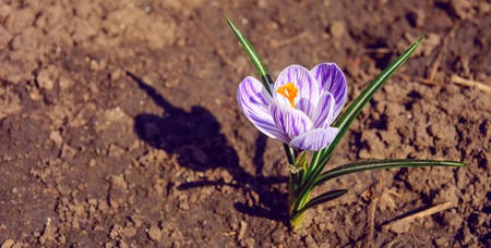 Photo of beautiful purple white flower with leaves on ground