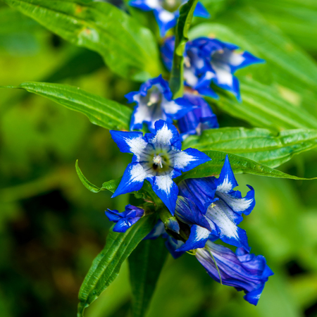 Photo of beautiful blue wild flower in Carpathian mountainsの写真素材