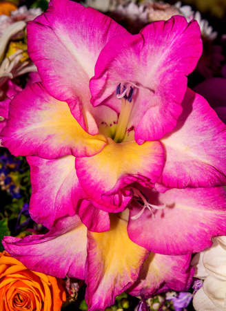 Photo of beautiful close-up abstract flower background, one flower textureの写真素材