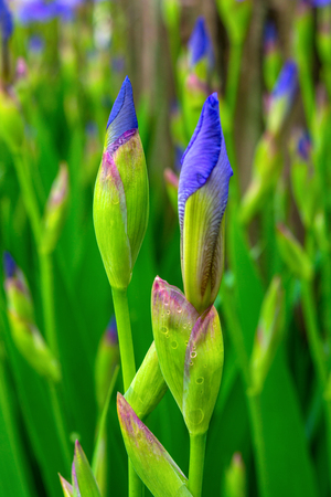 Photo of beautiful violet flowers on green leaves backgroundの写真素材
