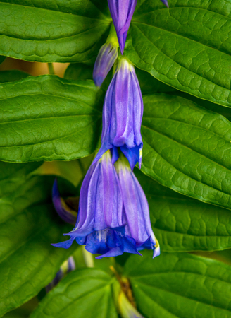 Photo of beautiful blue violet wild flower in Carpathian mountainsの写真素材