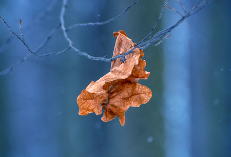 Photo of the dry leaf in the dark forest in winterの写真素材