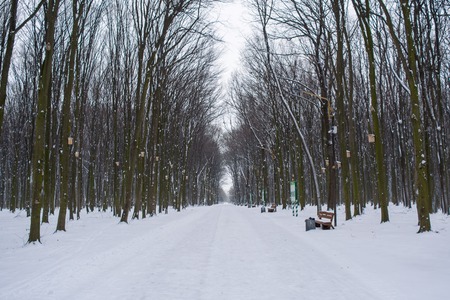Photo of beautiful snow-covered road in the park in winterの写真素材
