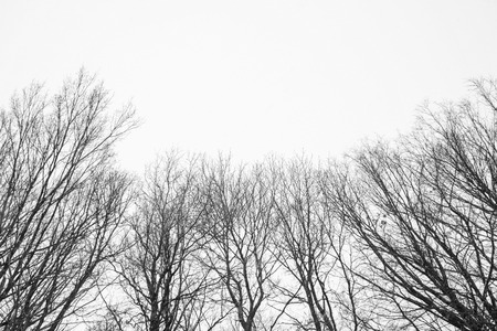 Photo of many winter trees near snowy fieldの写真素材