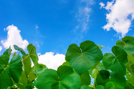 Photo of beautiful green vine leaves on blue sky backgroundの写真素材