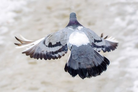 Photo of beautiful blue dove in winter in the forest, close-upの写真素材