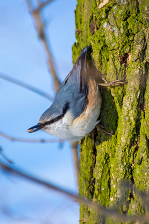 Photo of little beautiful blue orange nuthatch on the tree in winter parkの写真素材