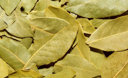 Photo of closeup green texture of beautiful bay leaf, background