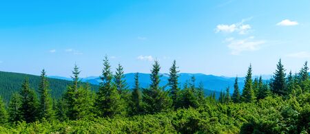 Photo of beautiful green misty thick Carpathian forest at summer day in mountains