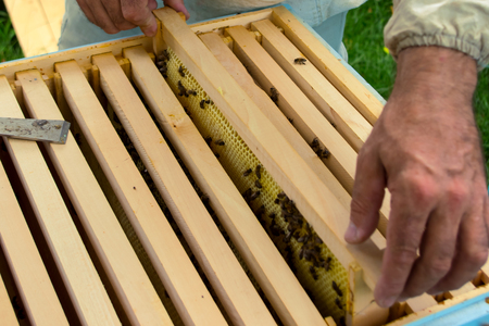 Hive with honeycombs of honey, bees work