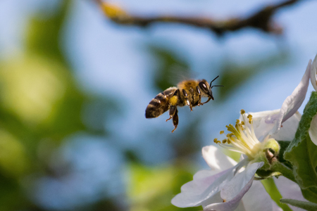 Honey bee, extracting nectar from fruit tree flower, pollination process