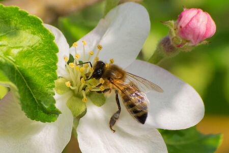 Honey bee, extracting nectar from fruit tree flower, pollination processの写真素材