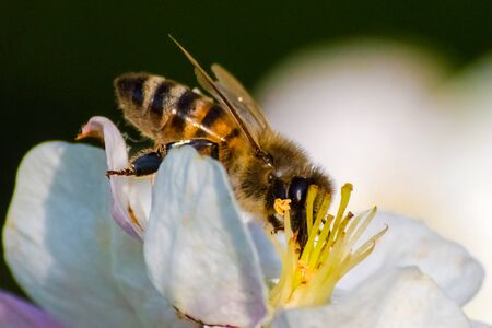 Honey bee, extracting nectar from fruit tree flower, pollination processの写真素材