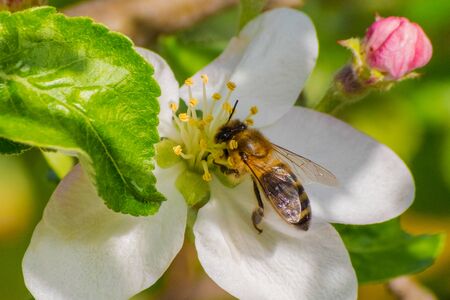 Honey bee, extracting nectar from fruit tree flower, pollination processの写真素材