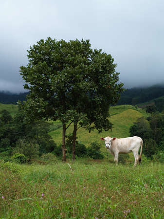 Cow eating grass among mist in the country field の写真素材