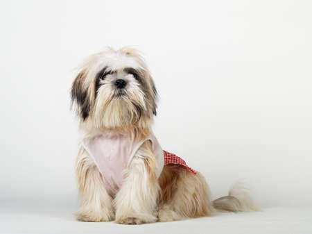 Shihtzu in white backgroundの写真素材