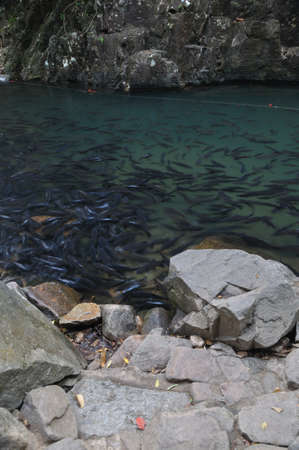 A school of Mahseer Barb fish in natural pond at national park (10)