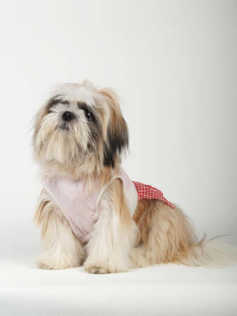 Shihtzu in white background の写真素材
