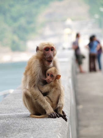 Mother red face monkey and baby sitting on the dam  の写真素材