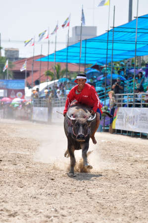 Chonburi, Thailand - OCTOBER 29, 2012: Rider and his Buffalo are racing to win in Buffalo Racing Festival.のeditorial素材