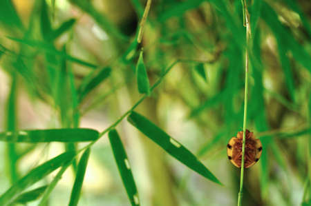 Ladybug catchs bamboo leaf の写真素材